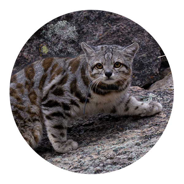 gatoAndino