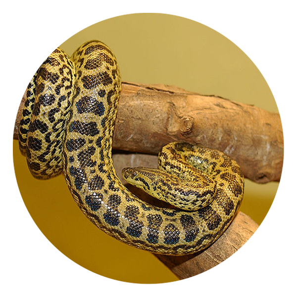 anaconda-amarillaFOTO