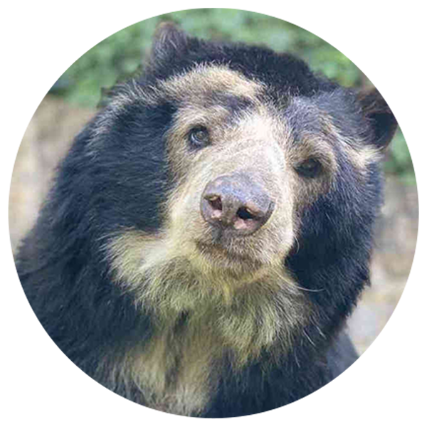 oso-de-anteojosFOTO